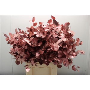 Euc Cinerea V Rose Gold