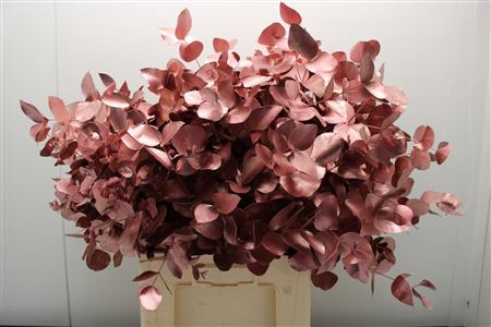 <h4>Euc Cinerea V Rose Gold</h4>