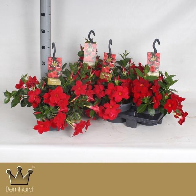 <h4>MANDE BELLA RED</h4>