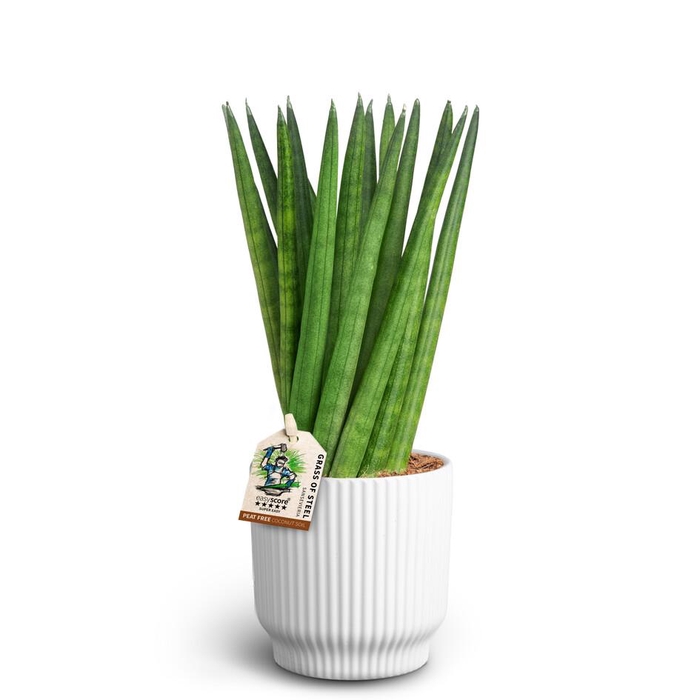 <h4>SANSEVIERIA CYLINDRICA P10 NORDIC A</h4>