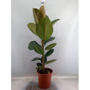 Ficus elastica   ...mix 3