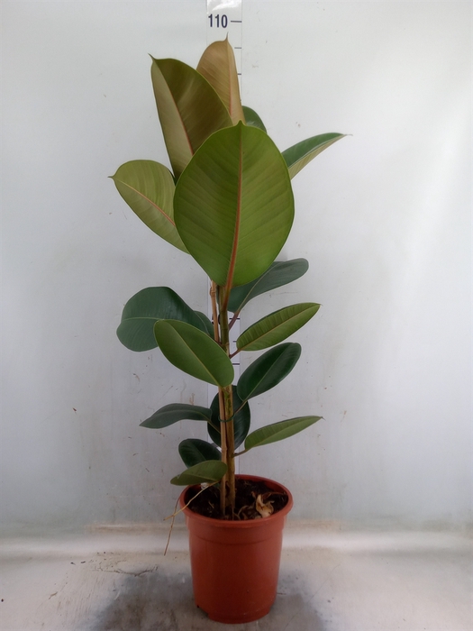 <h4>Ficus elastica   ...mix 3</h4>