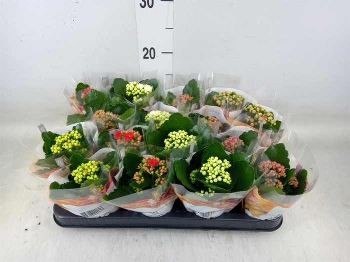 <h4>Kalanchoe blos. 'RoyalDon'   ..mix</h4>