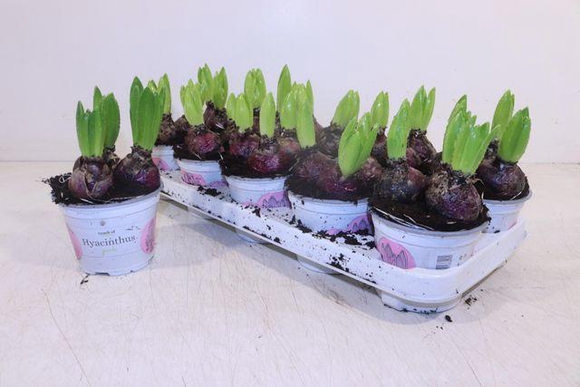 <h4>HYACIN PINK PEARL P12</h4>