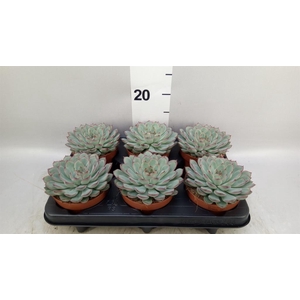Echeveria pulidonis 'Sky Pearl'