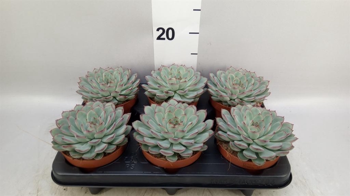 <h4>Echeveria pulidonis 'Sky Pearl'</h4>