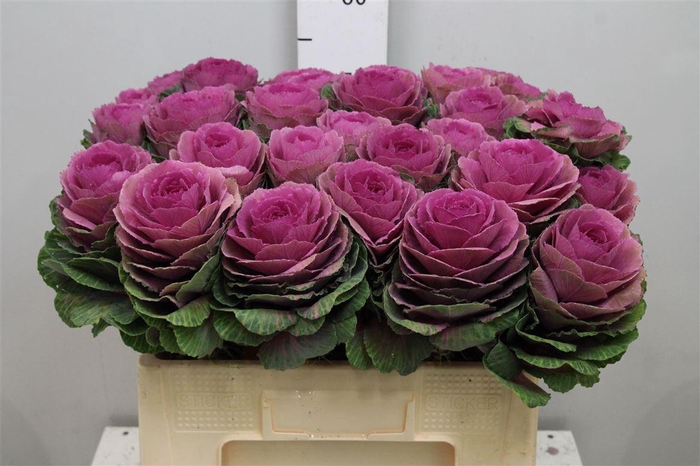 <h4>Brass Red Crane</h4>