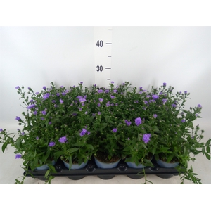 Aster n-b   ...