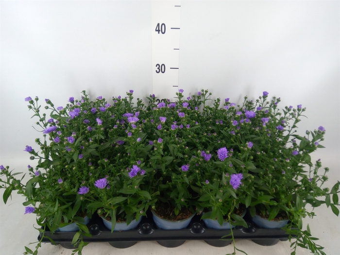 <h4>Aster n-b   ...</h4>