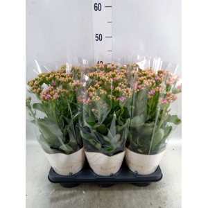 Kalanchoe  'RoseFlow Graceful Pink'