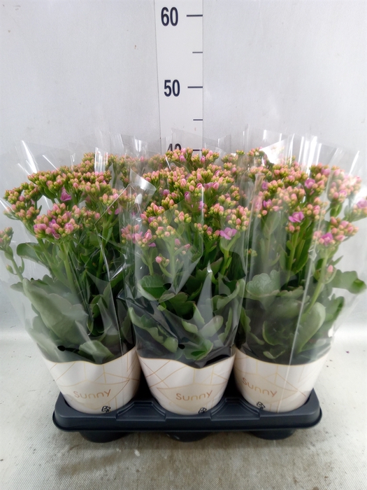 Kalanchoe  'RoseFlow Graceful Pink'