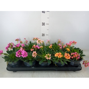 Lewisia cot. 'Happy Colours'  ..mix