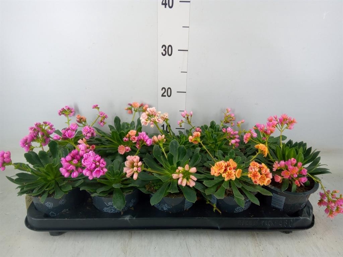 <h4>Lewisia cot. 'Happy Colours' ..mix</h4>