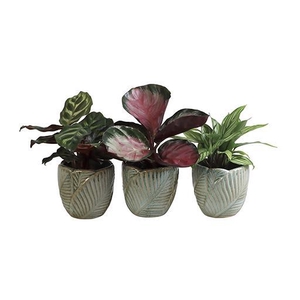 CALATHEA HYBRIDA p6 L 65962