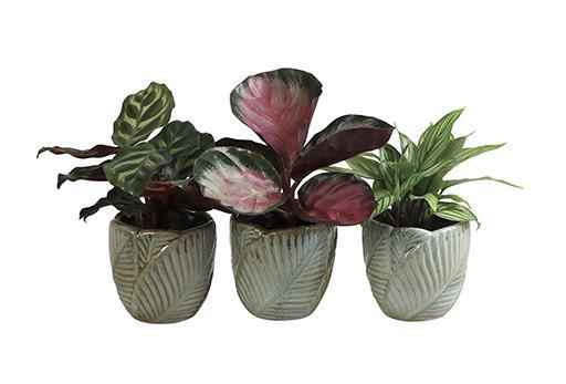 <h4>CALATHEA HYBRIDA p6 L 65962</h4>