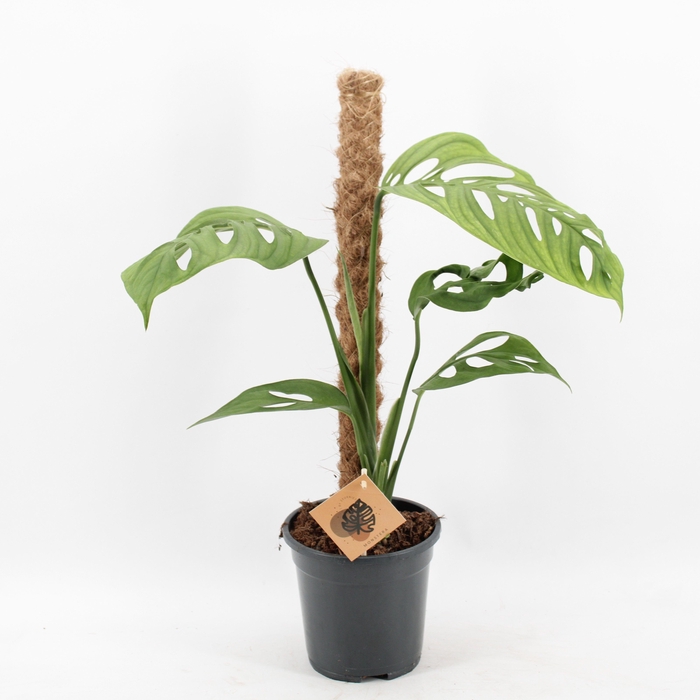 <h4>Monstera Esqueletto</h4>
