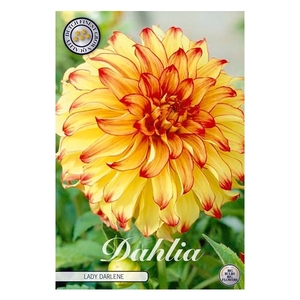 Dahlia Lady Darlene x1 l