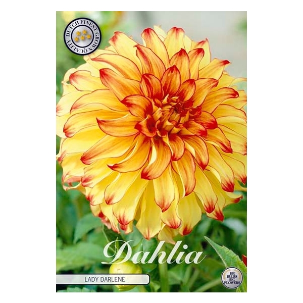 <h4>Dahlia Lady Darlene x1 l</h4>