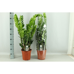 ZAMIO ZAMIIFOLIA
