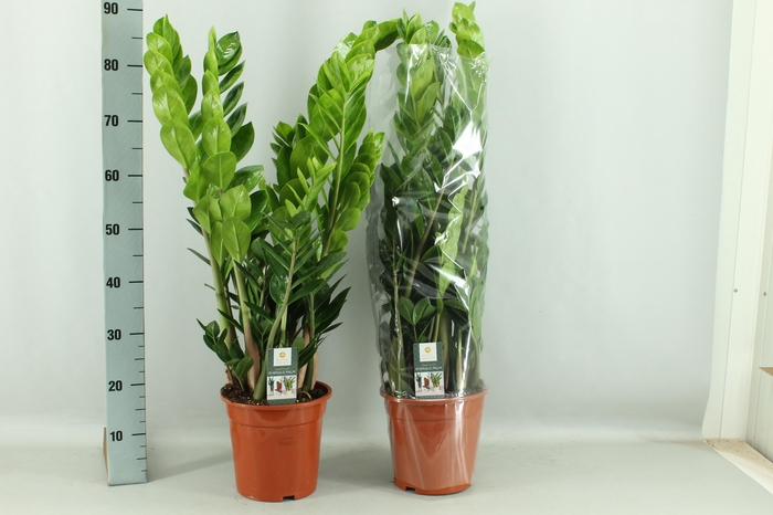 <h4>ZAMIO ZAMIIFOLIA</h4>
