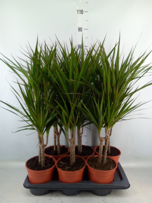 <h4>Dracaena marg.</h4>