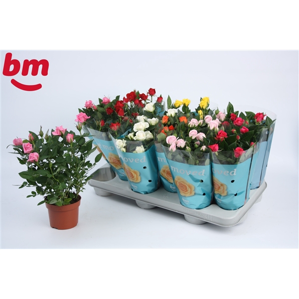 <h4>Rosa Beau Monde gemengd 10,5 cm</h4>