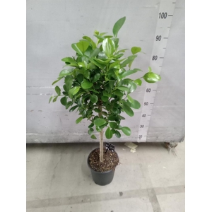 Ficus microcarpa 'Moclame'
