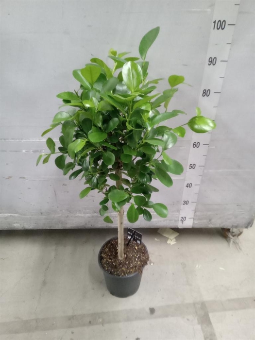 <h4>Ficus microcarpa 'Moclame'</h4>