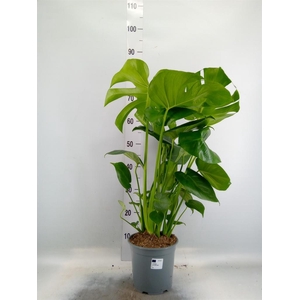 Monstera delic.