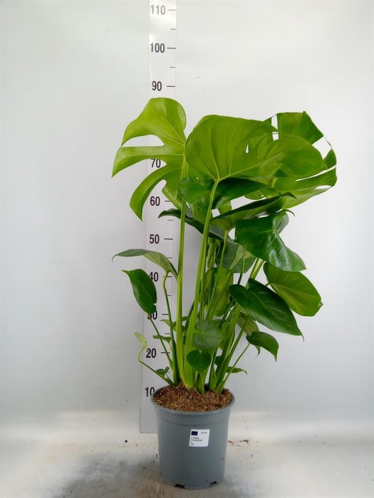 <h4>Monstera delic.</h4>