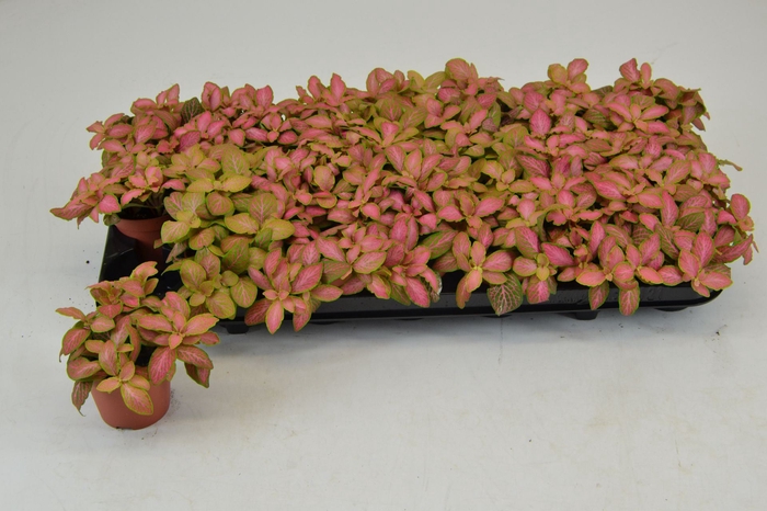 <h4>Fittonia</h4>