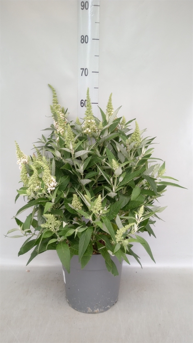 <h4>Buddleja   ...</h4>