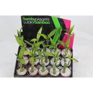 DRACENA LUCKY BAMBOO P06