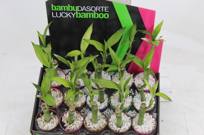 <h4>DRACENA LUCKY BAMBOO P06</h4>