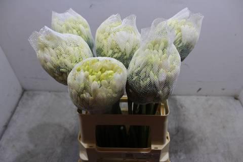 <h4>Agap Gletsjer</h4>