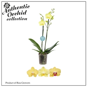 Phalaenopsis Yellow 2 spike - 12cm | Authentic