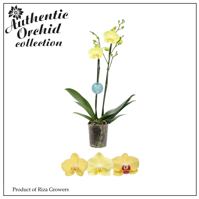 <h4>Phalaenopsis Yellow 2 spike - 12cm | Authentic</h4>
