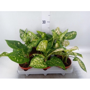 Aglaonema   ...