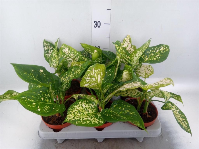 <h4>Aglaonema   ...</h4>