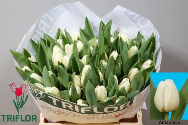 <h4>TU EN ANTARCTICA</h4>