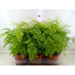 Adiantum raddi. 'Fragrans'