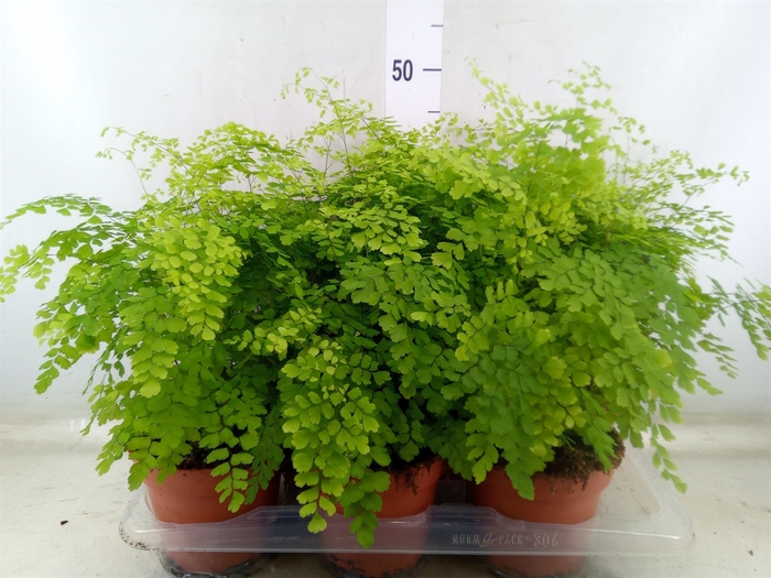<h4>Adiantum raddi. 'Fragrans'</h4>