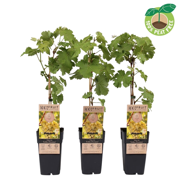 <h4>Vitis vinifera 'Golden Champion', P15</h4>