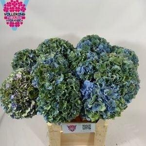 HORT ROYAL PRIDE CLASSIC