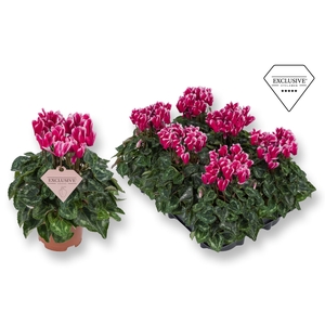 Cyclamen Exclusive® Odora Geurend!!