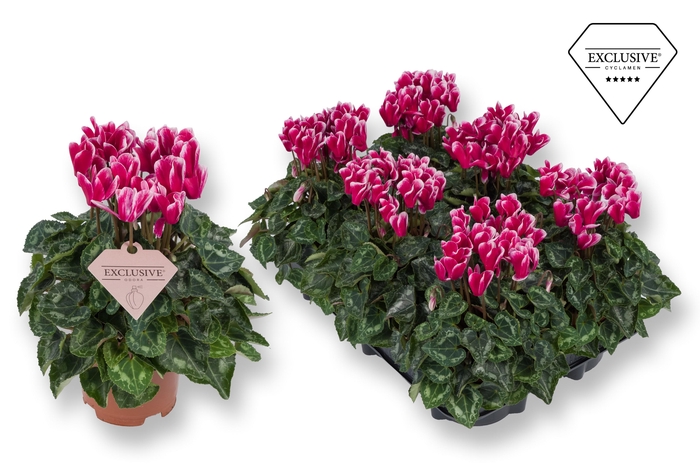<h4>Cyclamen Exclusive® Odora Geurend!!</h4>