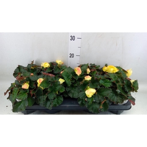 Begonia tuber. 'Fragrant FallLemon'