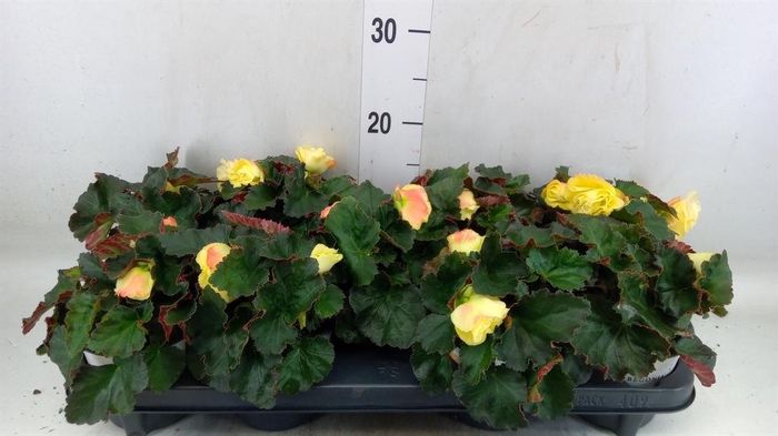 <h4>Begonia tuber. 'Fragrant FallLemon'</h4>