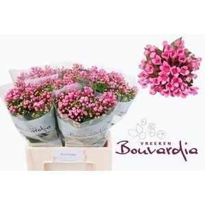 Bouvardia si roza