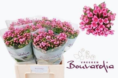 <h4>Bouvardia si roza</h4>